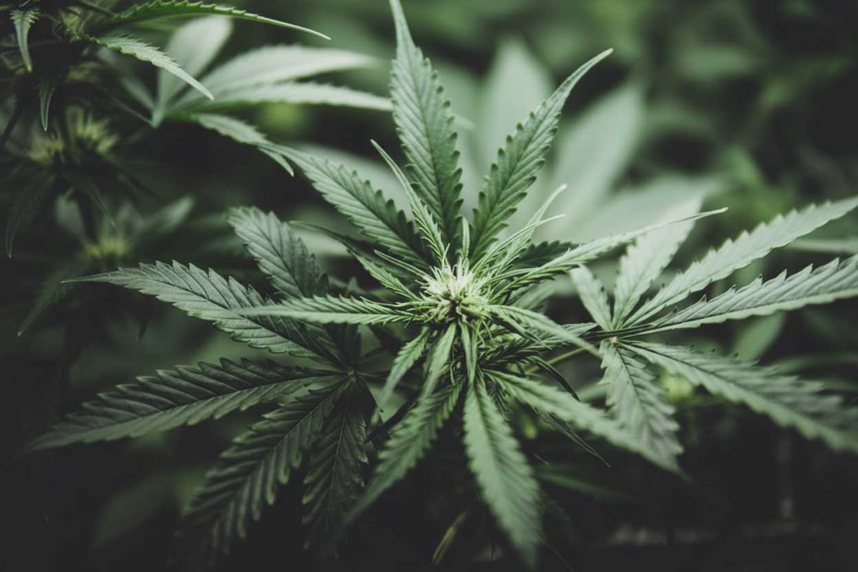 Closeup of a marijuana plant