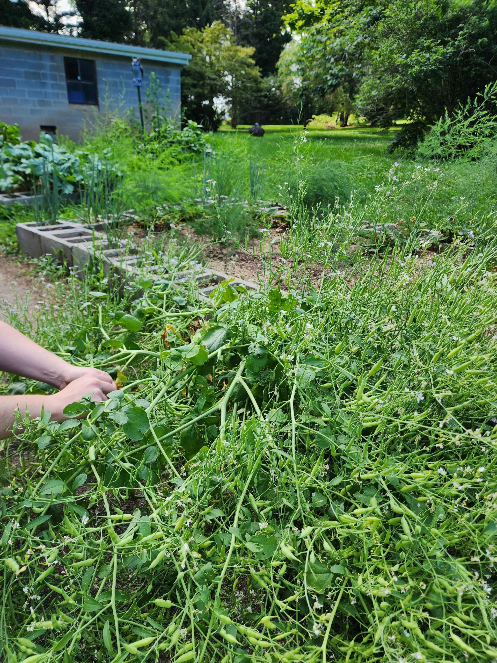 Working in the garden