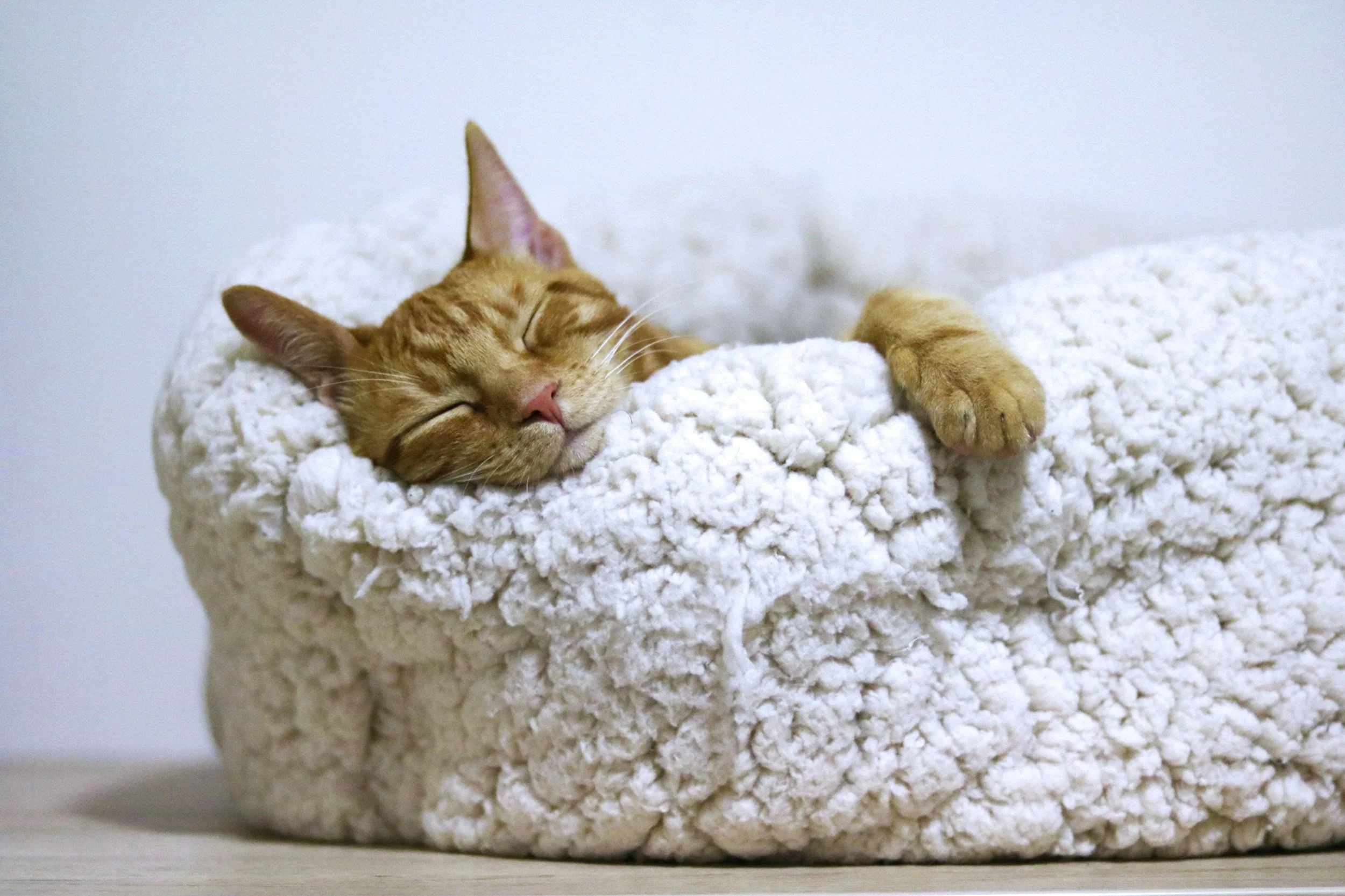 Orange cat napping in a white, fluffy cat bed.