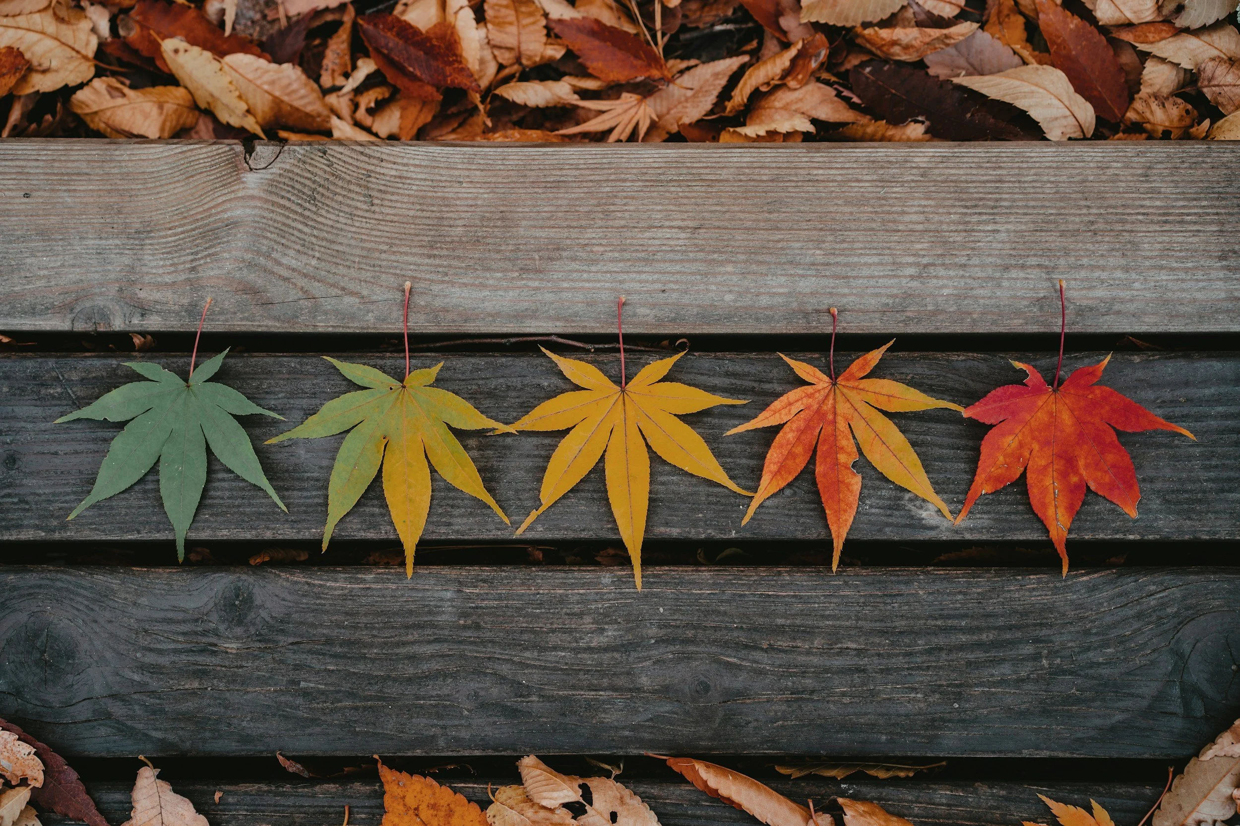 colorful leaves lined up on a wood deck