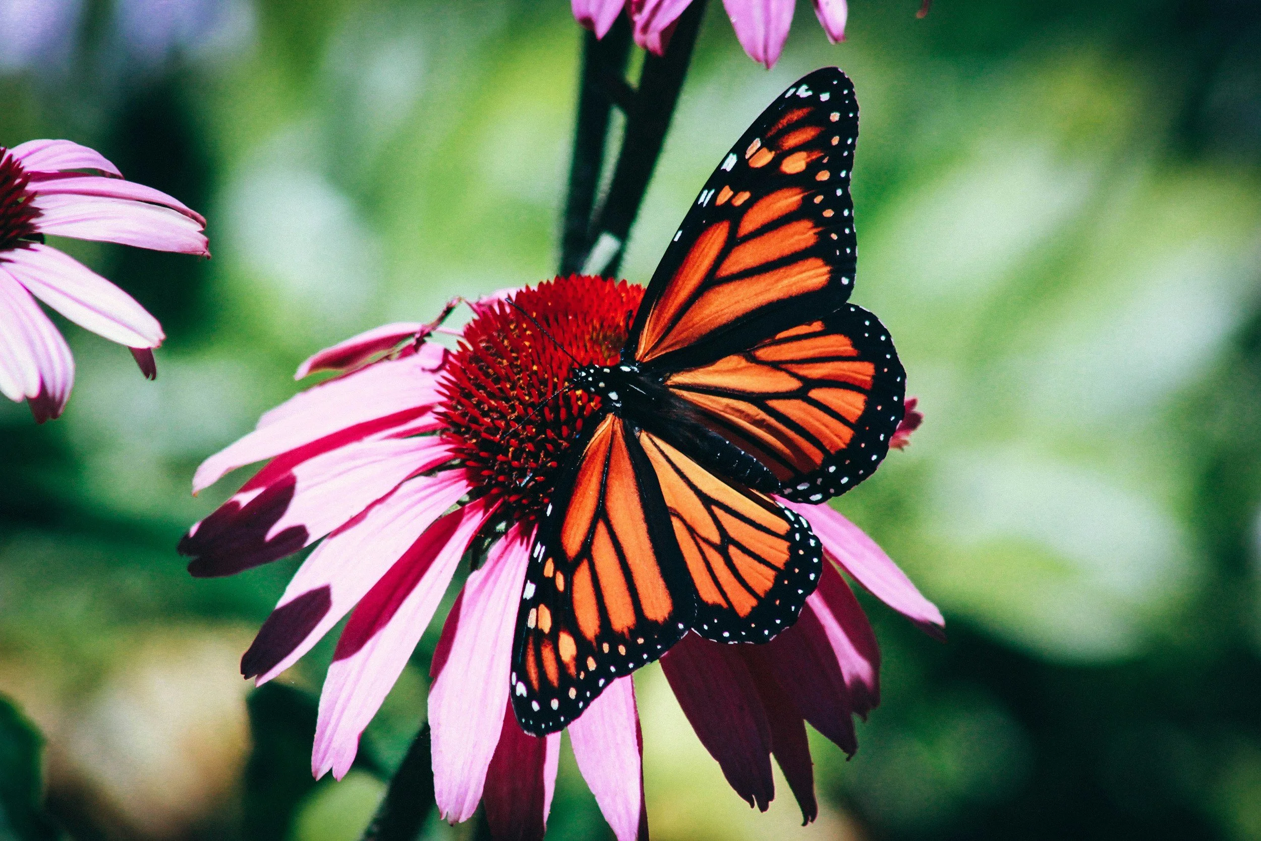 A monarch butterfly rests on a beautiful pink flower.