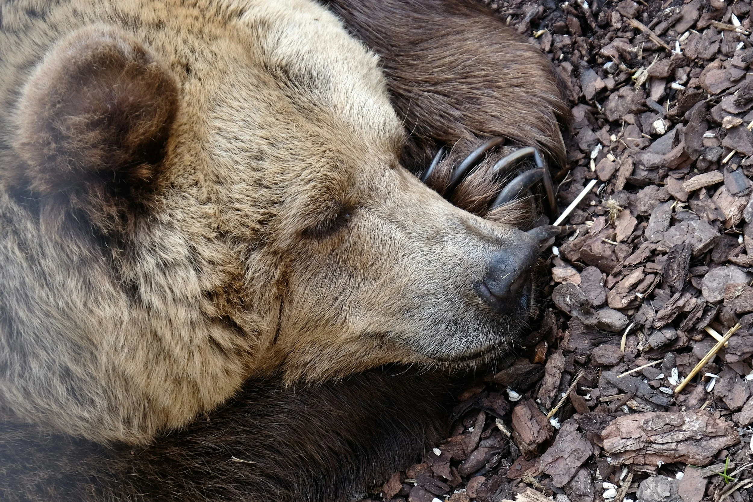 Curl up and hibernate for a day during the Bear Immersion Digital Day Retreat.