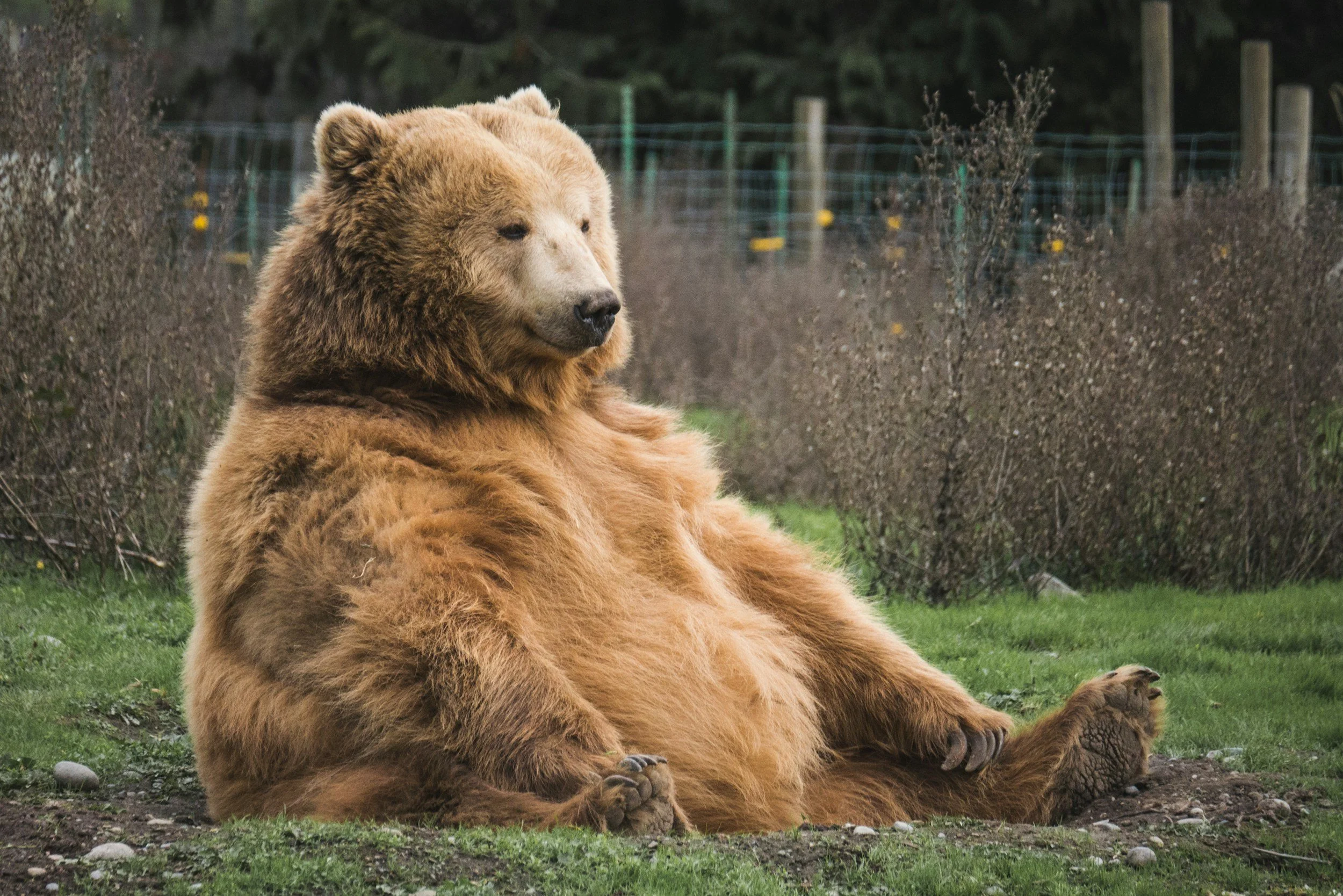A chunky bear chilling.