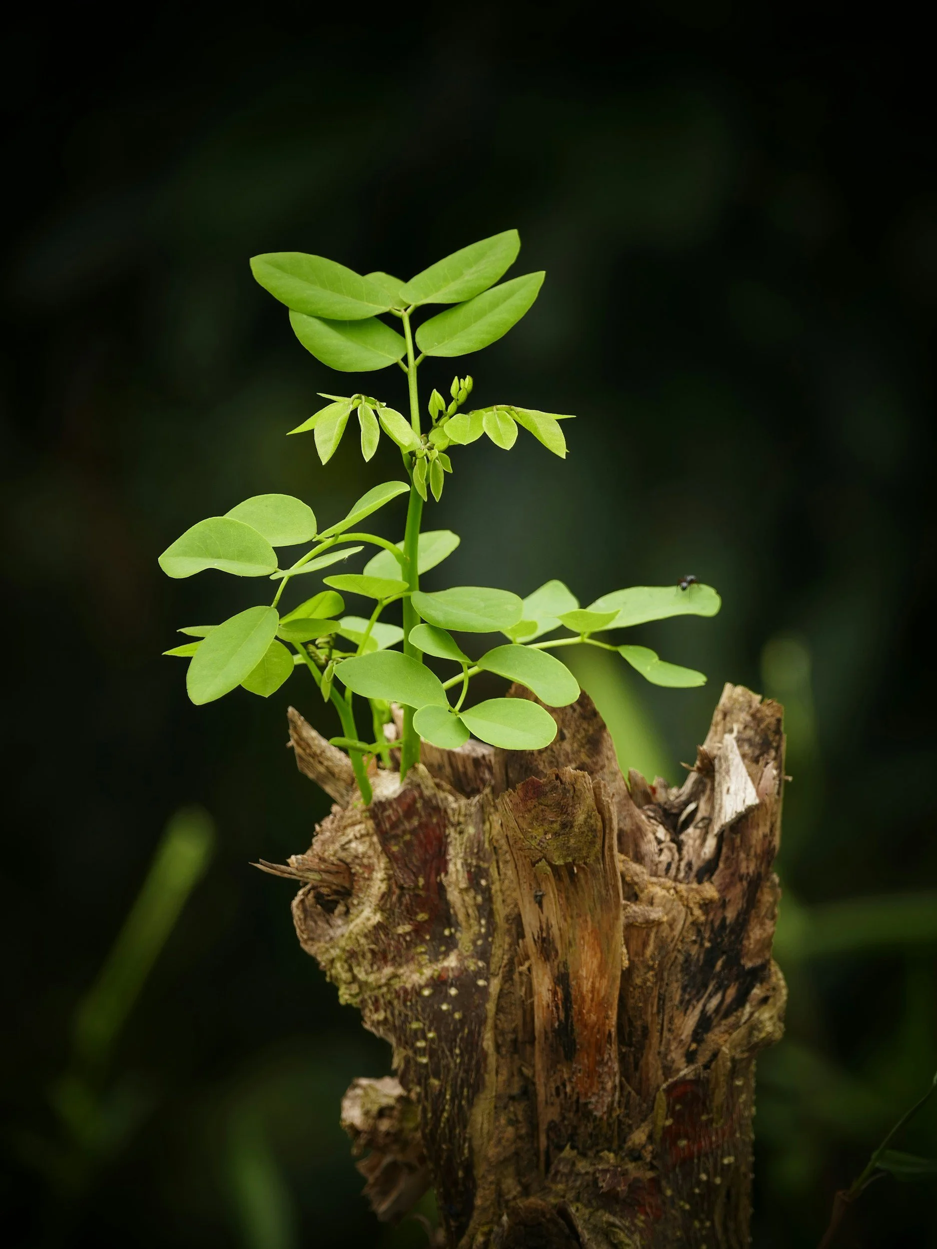New branches and leaves sprout from a broken tree. Much like the tree, we can grow and expand past our trauma.