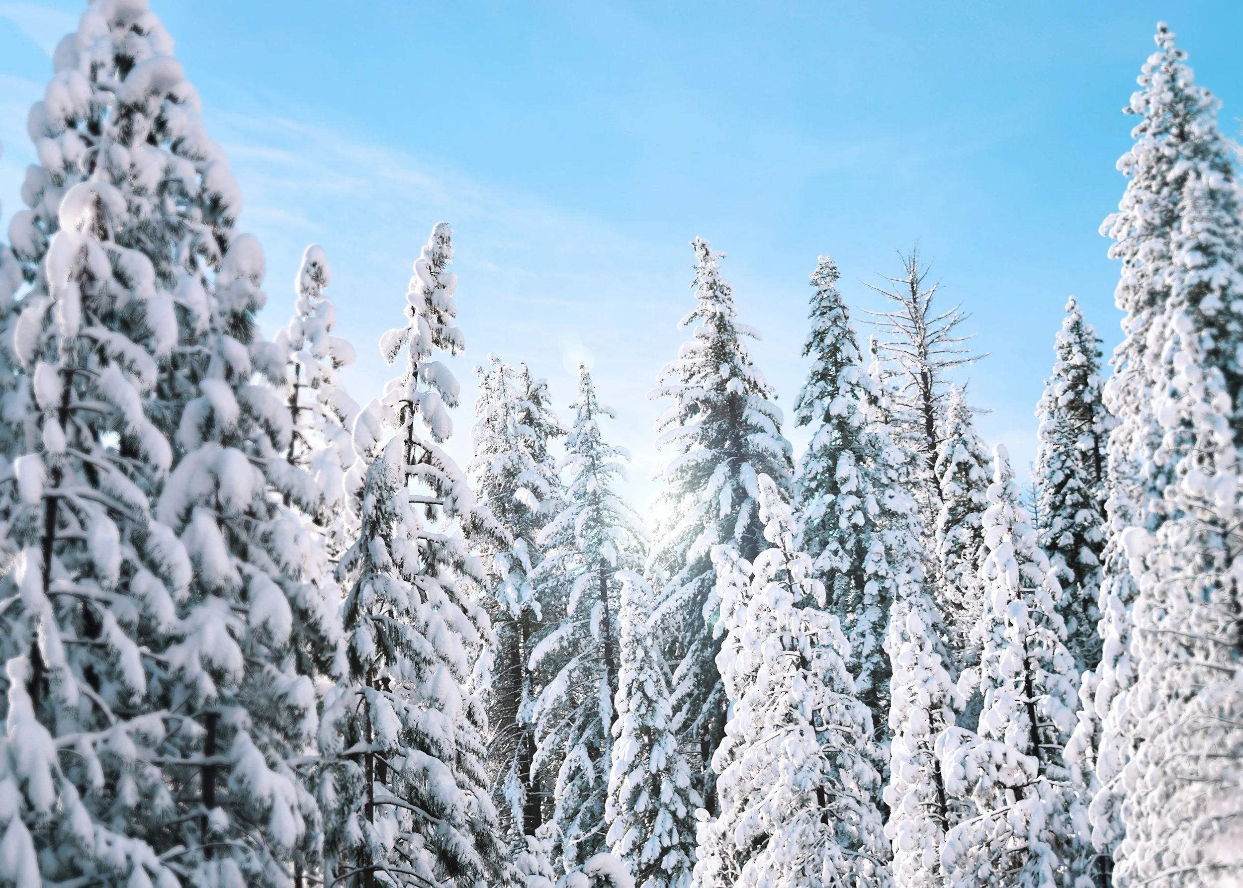 Snow covered trees in a forest with a gorgeous blue sky