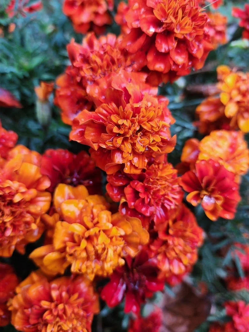   Fireball Marigolds.  